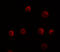 Yippee Like 2 antibody, 6773, ProSci, Immunofluorescence image 