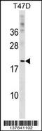 C-type lectin domain family 4 member D antibody, 59-256, ProSci, Western Blot image 