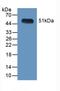 Legumain antibody, LS-C372983, Lifespan Biosciences, Western Blot image 
