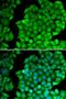 Golgi Membrane Protein 1 antibody, orb333720, Biorbyt, Immunofluorescence image 