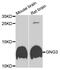 G Protein Subunit Gamma 3 antibody, PA5-76438, Invitrogen Antibodies, Western Blot image 