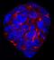 Teratocarcinoma-derived growth factor antibody, BAF1538, R&D Systems, Western Blot image 