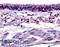 Aryl Hydrocarbon Receptor antibody, LS-A3005, Lifespan Biosciences, Immunohistochemistry frozen image 