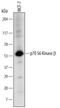 Ribosomal Protein S6 Kinase B2 antibody, AF2987, R&D Systems, Western Blot image 