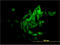 NAD(P)H Quinone Dehydrogenase 1 antibody, LS-C197049, Lifespan Biosciences, Immunofluorescence image 