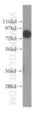 TLE Family Member 3, Transcriptional Corepressor antibody, 11372-1-AP, Proteintech Group, Western Blot image 