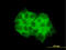Dishevelled Segment Polarity Protein 3 antibody, LS-C197092, Lifespan Biosciences, Immunofluorescence image 