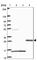 Von Willebrand Factor C Domain Containing 2 antibody, HPA055243, Atlas Antibodies, Western Blot image 