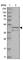 Torsin Family 3 Member A antibody, HPA028766, Atlas Antibodies, Western Blot image 