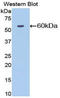 5'-Nucleotidase Ecto antibody, LS-C292554, Lifespan Biosciences, Western Blot image 
