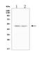 CD244 Molecule antibody, A02527-2, Boster Biological Technology, Western Blot image 