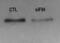 Hypoxia Inducible Factor 1 Subunit Alpha Inhibitor antibody, NB100-428, Novus Biologicals, Western Blot image 