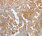 KISS1 Receptor antibody, LS-B15332, Lifespan Biosciences, Immunohistochemistry frozen image 