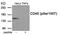 CD45 antibody, 80-041, ProSci, Western Blot image 