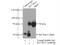 Solute Carrier Family 38 Member 3 antibody, 14315-1-AP, Proteintech Group, Immunoprecipitation image 