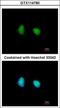 SWI/SNF Related, Matrix Associated, Actin Dependent Regulator Of Chromatin, Subfamily D, Member 1 antibody, GTX114780, GeneTex, Immunocytochemistry image 