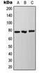 NADH:Ubiquinone Oxidoreductase Core Subunit S1 antibody, orb214298, Biorbyt, Western Blot image 