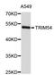 Tripartite Motif Containing 54 antibody, STJ26325, St John