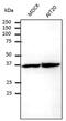 Ribosomal Protein S6 antibody, LS-C204226, Lifespan Biosciences, Western Blot image 