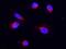 Cytochrome C Oxidase Subunit 4I1 antibody, A05442-1, Boster Biological Technology, Immunofluorescence image 