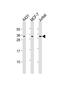 Tripartite Motif Containing 29 antibody, orb345656, Biorbyt, Western Blot image 