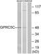 G Protein-Coupled Receptor Class C Group 5 Member C antibody, A30827, Boster Biological Technology, Western Blot image 