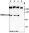 GTF2I Repeat Domain Containing 1 antibody, A04254, Boster Biological Technology, Western Blot image 