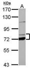 Propionyl-CoA Carboxylase Subunit Alpha antibody, GTX114618, GeneTex, Western Blot image 