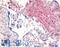 Dipeptidyl Peptidase 4 antibody, LS-A8059, Lifespan Biosciences, Immunohistochemistry frozen image 