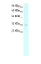 Asialoglycoprotein Receptor 2 antibody, PA1-24416, Invitrogen Antibodies, Western Blot image 