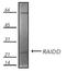 CASP2 And RIPK1 Domain Containing Adaptor With Death Domain antibody, A06509, Boster Biological Technology, Western Blot image 