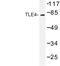 TLE Family Member 4, Transcriptional Corepressor antibody, AP06714PU-N, Origene, Western Blot image 