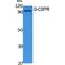 Colony Stimulating Factor 3 Receptor antibody, LS-C386844, Lifespan Biosciences, Western Blot image 