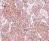 Tetraspanin 9 antibody, NBP1-77098, Novus Biologicals, Immunohistochemistry frozen image 