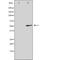 G Protein-Coupled Receptor 25 antibody, orb227465, Biorbyt, Western Blot image 