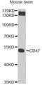 CD47 Molecule antibody, A7278, ABclonal Technology, Western Blot image 