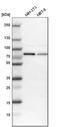 RNA Binding Motif Protein 14 antibody, HPA006628, Atlas Antibodies, Western Blot image 