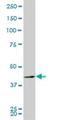 PDZ Binding Kinase antibody, H00055872-M03, Novus Biologicals, Western Blot image 