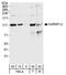 Heterogeneous Nuclear Ribonucleoprotein U antibody, A300-689A, Bethyl Labs, Western Blot image 