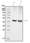 Caspase 5 antibody, A05259-4, Boster Biological Technology, Western Blot image 