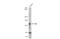 TEK Receptor Tyrosine Kinase antibody, GTX107505, GeneTex, Western Blot image 