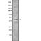 SH3 And Cysteine Rich Domain 3 antibody, PA5-68327, Invitrogen Antibodies, Western Blot image 