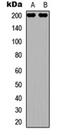 Tubulin Gamma Complex Associated Protein 6 antibody, orb315825, Biorbyt, Western Blot image 