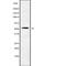 Cholinergic Receptor Muscarinic 4 antibody, PA5-67650, Invitrogen Antibodies, Western Blot image 