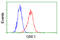 GLGB antibody, LS-C114918, Lifespan Biosciences, Flow Cytometry image 