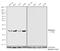 Di-Methyl-Histone H3 antibody, 710799, Invitrogen Antibodies, Western Blot image 