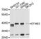 Ephrin B3 antibody, abx007278, Abbexa, Western Blot image 