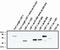 Lymphoid Enhancer Binding Factor 1 antibody, MA1-12487, Invitrogen Antibodies, Western Blot image 