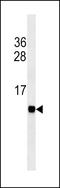 Fatty Acid Binding Protein 3 antibody, LS-C168315, Lifespan Biosciences, Western Blot image 