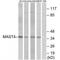 Microtubule Associated Serine/Threonine Kinase Family Member 4 antibody, A11085, Boster Biological Technology, Western Blot image 